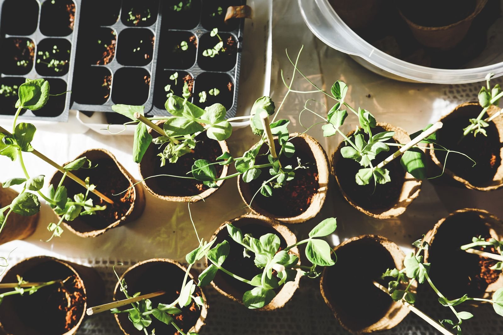 Young plants ready for seasonal planting